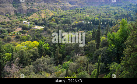 Grüne Bäume am Berg in Botanischer Garten Tiflis (Georgien). Stockfoto