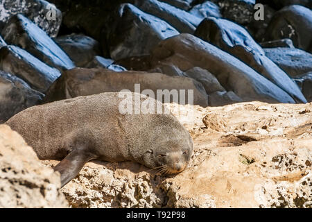 Eine schöne Neuseeland Dichtung in der Sonne in der Nähe des Admirals Arch, Kangaroo Island, Südaustralien Stockfoto