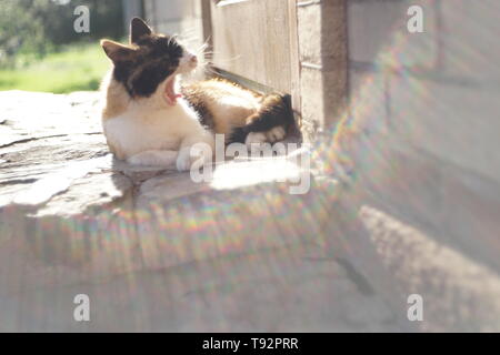 Katze gähnt liegen vor der Tür, außerhalb des Hauses mit herrlichem Sonnenschein und Strahlen Stockfoto