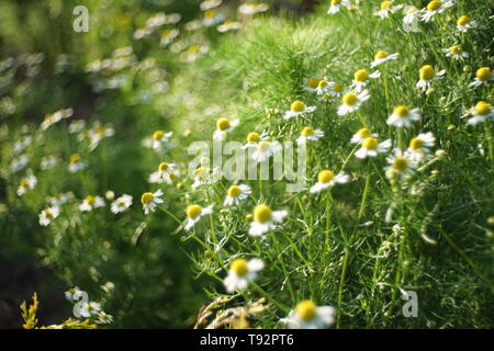 Soft Image der Kamille glade in einen sonnigen Garten wachsenden Stockfoto