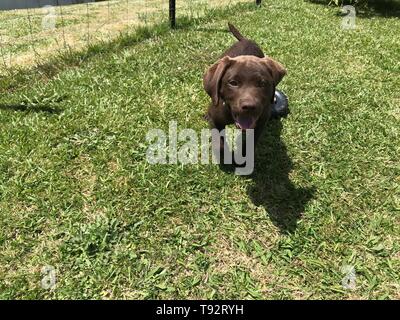 Junge chocolate Labrador Welpen spielen und laufen in Richtung Kamera Stockfoto