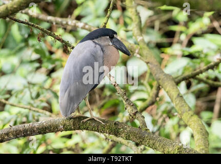 Boot-billed Heron, Erwachsene im Baum gehockt, Selva Verde, Costa Rica, 27. März 2019 Stockfoto