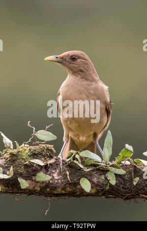 Lehmfarbenen Thrush, Laguna de Lagarto, Costa Rica, 31. März 2019 Stockfoto