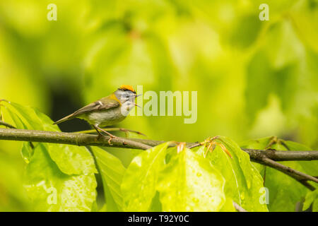 Schöne, bunte Vogel singen aus einem Zweig vor einem grünen Wald Hintergrund. Gemeinsame Firecrest (Regulus ignicapilla). Bieszczady. Polen Stockfoto