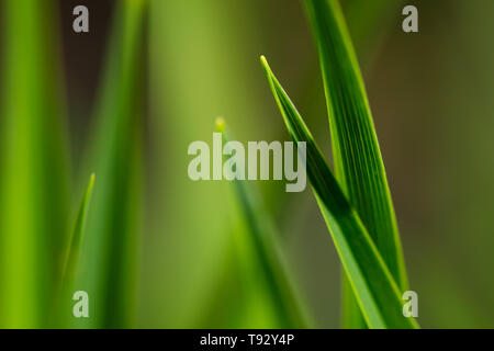 Grashalme in Nahaufnahme Stockfoto