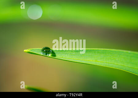 Wassertropfen auf einem Gras Blade Stockfoto