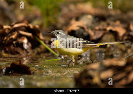 Vogel auf dem Hintergrund der Bergbach. Gebirgsstelze (Motacilla cinerea). Bieszczady. Polen Stockfoto