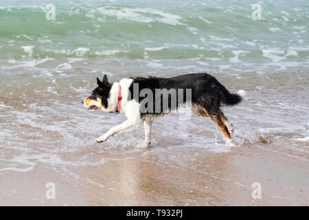 Tri Color Border Collie im Meer Stockfoto