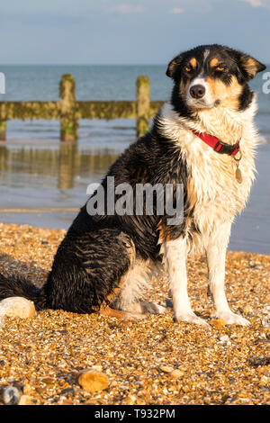 Porträt einer tri-color Border Collie Hund am Strand uk Stockfoto