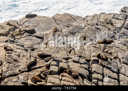 Schöne Kolonie von Seelöwen in den Flinders Chase National Park, Kangaroo Island, Südaustralien Stockfoto