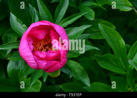 Schönen Frühling Sommer Garten Rosa fuchsia Pfingstrose Blüte Nahaufnahme Stockfoto