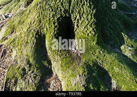 Wurzeln eines Baumes mit Moos und ein Loch in es abgedeckt Stockfoto