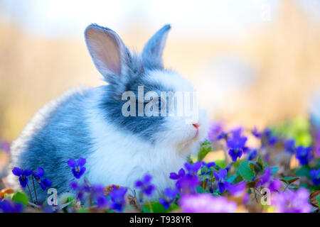 Kleine Hase auf grünem Gras im Frühling Stockfoto