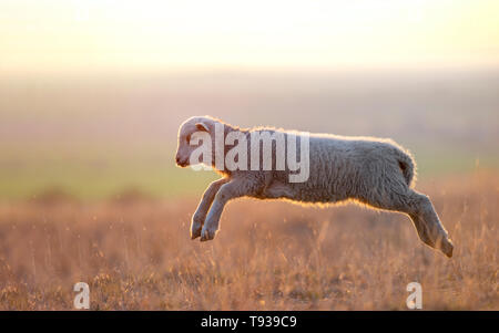 Süße Lämmer, die auf Feld im Frühling Stockfoto