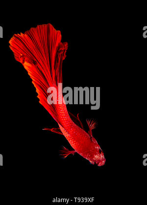 Beta Fisch, kämpfenden Fisch in watter Stockfoto