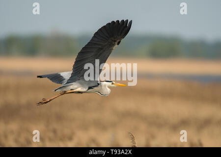 Graureiher (Ardea cinerea) Polesien. Die Ukraine Stockfoto