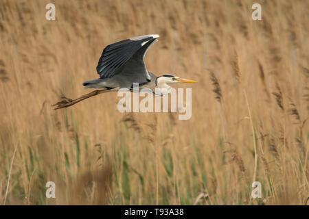 Graureiher (Ardea cinerea) Polesien. Die Ukraine Stockfoto