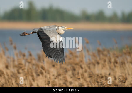 Graureiher (Ardea cinerea) Polesien. Die Ukraine Stockfoto