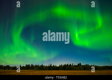 Nordlichter (Aurora Borealis) Birds Hill Provincal Park Manitoba Kanada Stockfoto