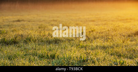 Sunrise Panoramablick Frühling Hintergrund mit kopieren. Morgentau. Tautropfen auf einem Grashalm. Natur Hintergrund Textur. Stockfoto