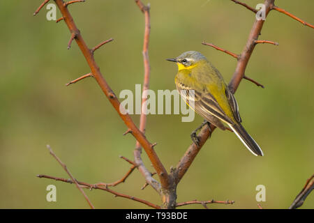 Western Schafstelze (Motacilla flava). Polesien. Die Ukraine Stockfoto