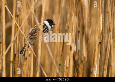 Gemeinsame Rohrammer (Emberiza schoeniclus). Polesien. Die Ukraine Stockfoto