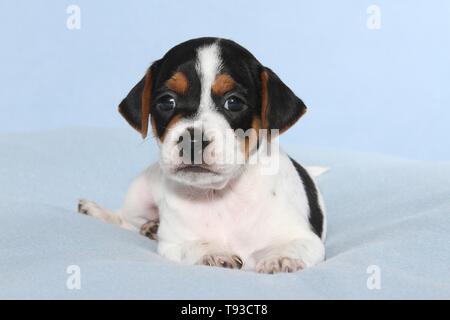 Dansk Svensk Gaardshund Welpen Stockfoto