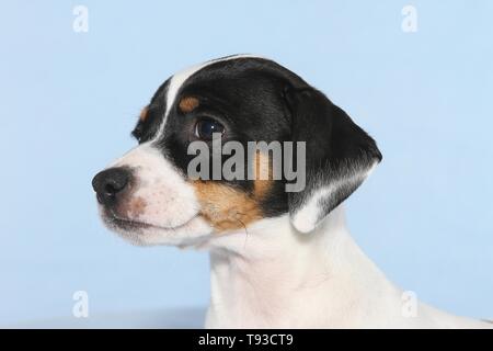 Dansk Svensk Gaardshund Welpen Stockfoto