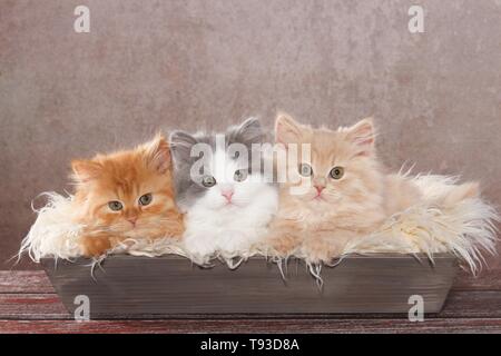 Deutsch Langhaar Kitten Stockfoto