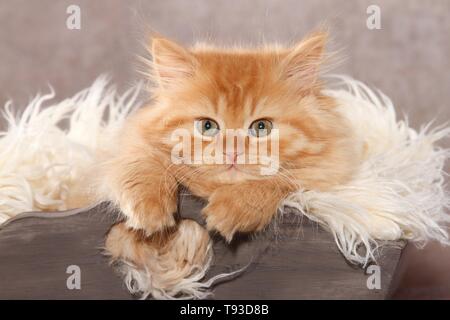 Deutsch Langhaar Kitten Stockfoto