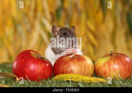 ausgefallene Ratte Stockfoto