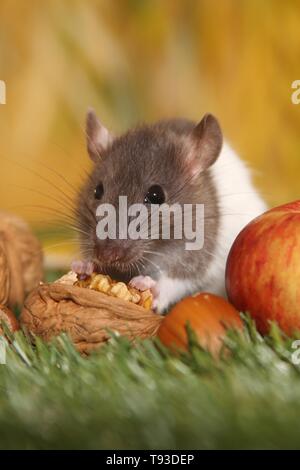 ausgefallene Ratte Stockfoto