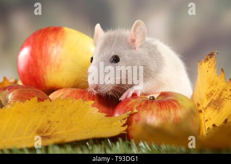 ausgefallene Ratte Stockfoto