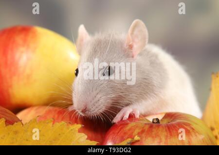 ausgefallene Ratte Stockfoto