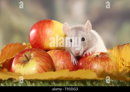 ausgefallene Ratte Stockfoto