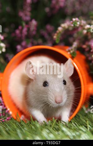 ausgefallene Ratte Stockfoto