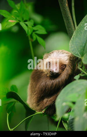 Hoffmann zwei Toed baby Sloth (Choloepus hoffmanni) schlafen im Regenwald/Camino de Cruces Nationalpark, Panama. Stockfoto