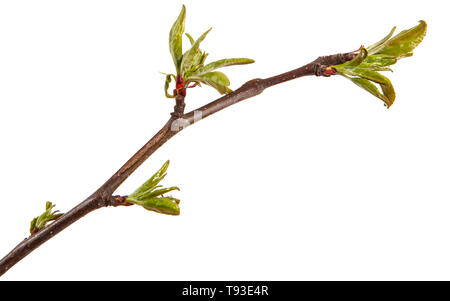 Filiale von einem Apfelbaum mit jungen Blätter isoliert auf einem weißen Stockfoto