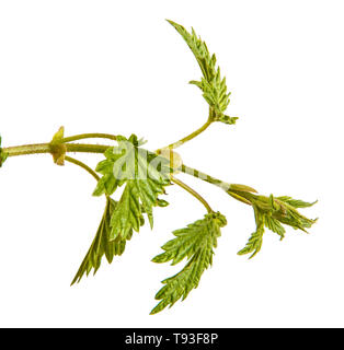 Anlage hop mit grünen Blättern. Auf weiß Isoliert Stockfoto