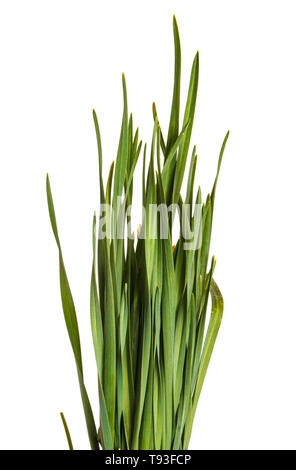 Ein Haufen grüne Gras. Auf weiß Isoliert Stockfoto