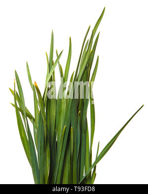 Ein Haufen grüne Gras. Auf weiß Isoliert Stockfoto