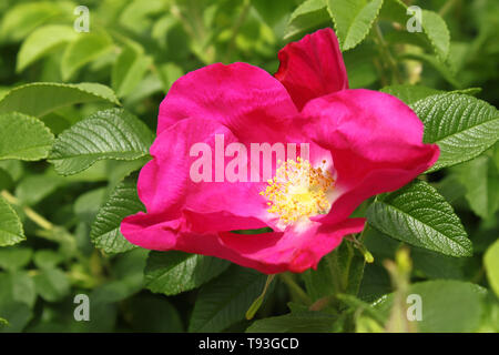 Schöne Blume von einem hellen Hund rose Stockfoto