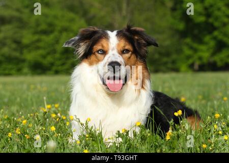 Lügen Border-Collie-Australian-Shepherd Stockfoto