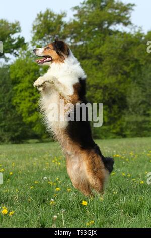 Betteln Border-Collie-Australian-Shepherd Stockfoto