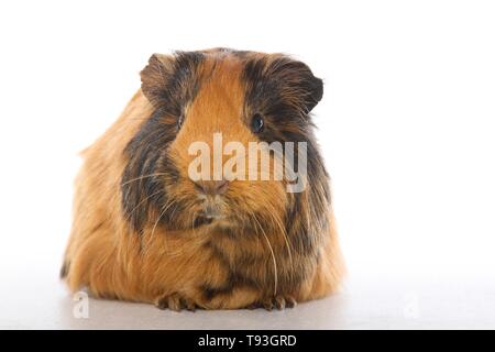 Sheltie Meerschweinchen Stockfoto