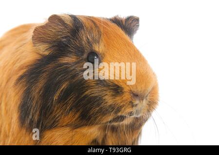 Sheltie Meerschweinchen Stockfoto