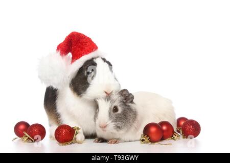 Netherland Dwarf und glatten Haaren Meerschweinchen Stockfoto