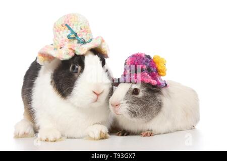 Netherland Dwarf und glatten Haaren Meerschweinchen Stockfoto