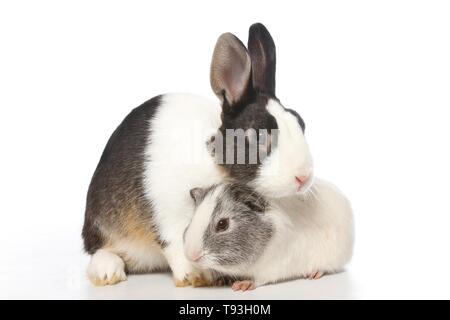 Netherland Dwarf und glatten Haaren Meerschweinchen Stockfoto