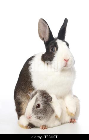 Netherland Dwarf und glatten Haaren Meerschweinchen Stockfoto